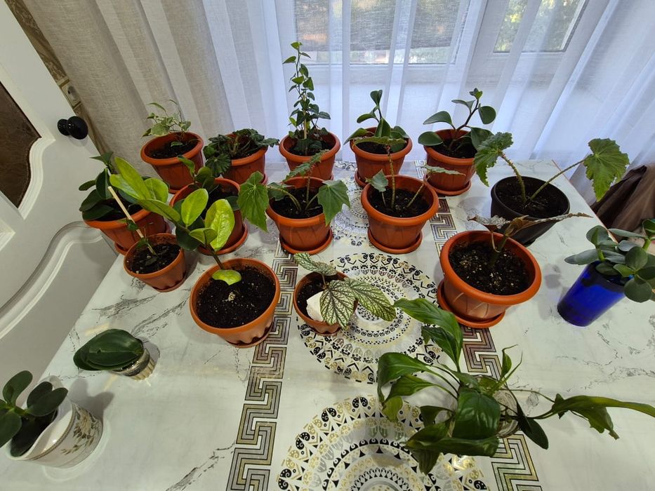 Продам комнатные цветы