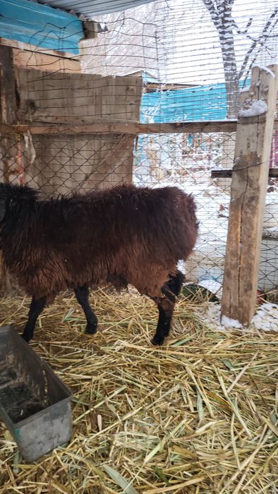 Кошкар мен теке сатылады