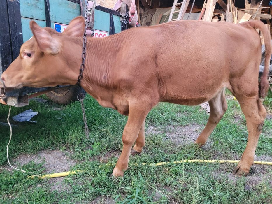Vând viței două vițele și doi tăurași