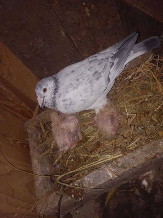 de vânzare doar voiajorii