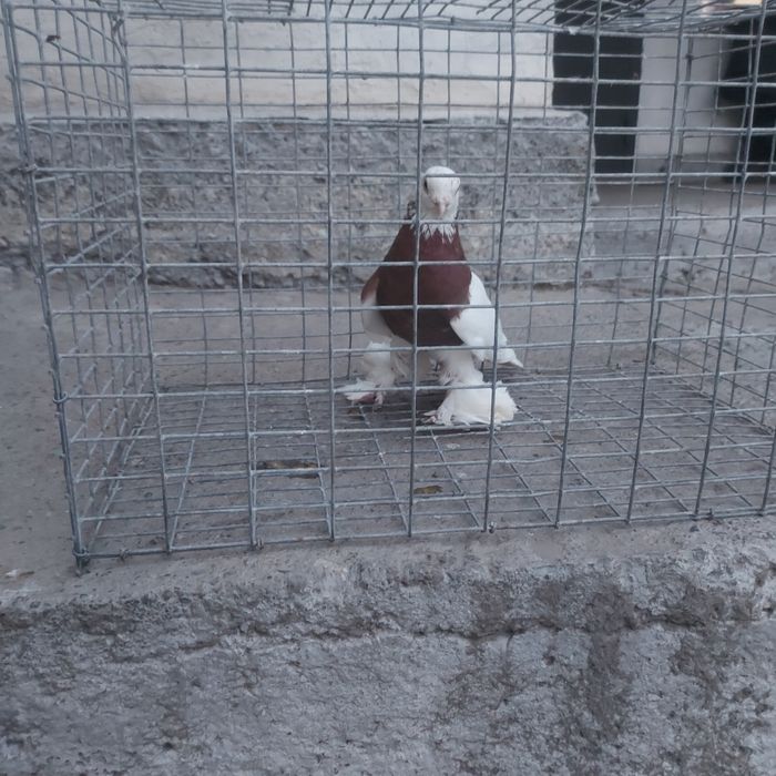 Капкан самец лет с игрой