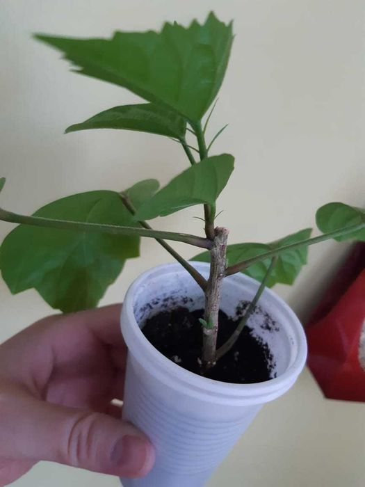 Гибискус китайская роза