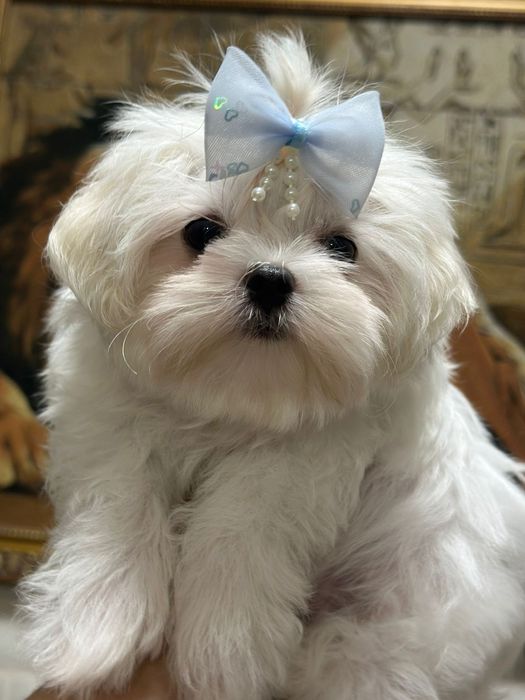 Мальтезе щенки девочка мини