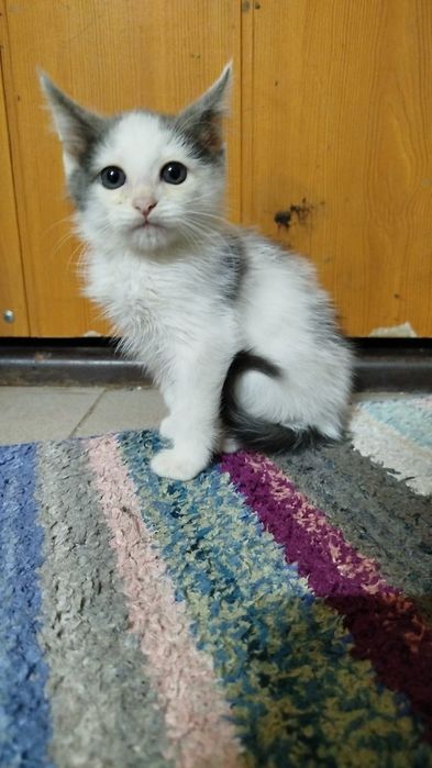 Котёнок смесь мейн-кун