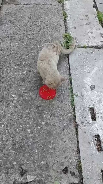 Коту очень нужен дом!