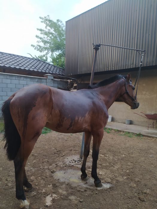 Қунан сатам пул керек