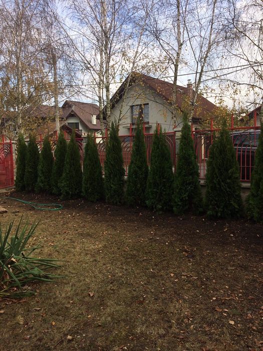 Tuia Smarald / Chiapros Leylandii Gard Viu