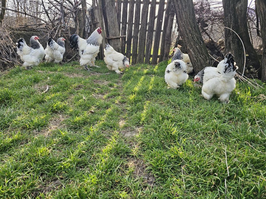 Oua Brahma diverse culori