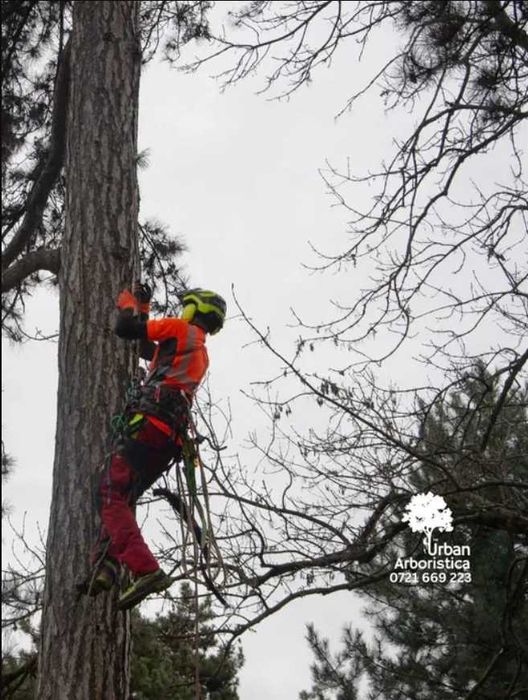 Toaletare Copaci Tăiere Arbori - Defrișare Copaci Periculoși pomi