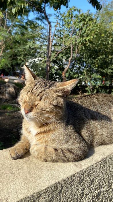 Ingrijire si plimbare pet (caini si pisici ) la domiciliu