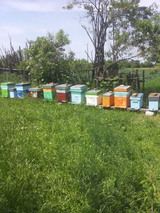 Stupi / albine vanzare