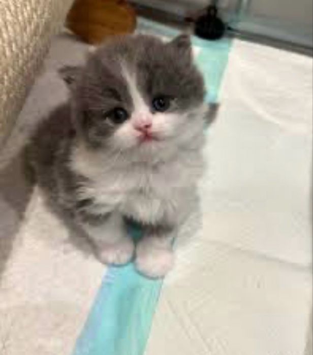 Шотландский котенок