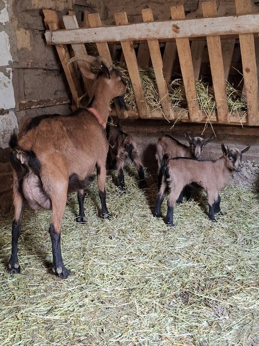 Capra alpina franceza cu 3 tapisori alpini