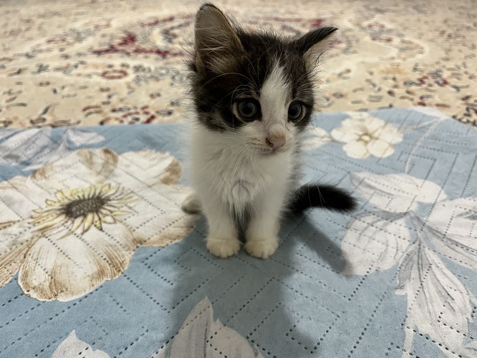 Две девочки-котёнка, 1,5 месяца.