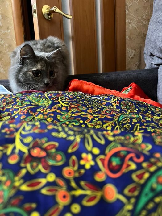 Кошка девочка в хорошие руки!