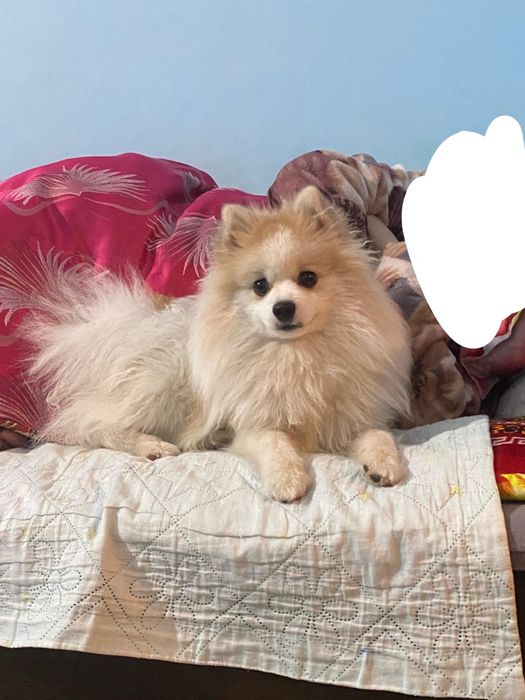 Шпиц хороши сабака