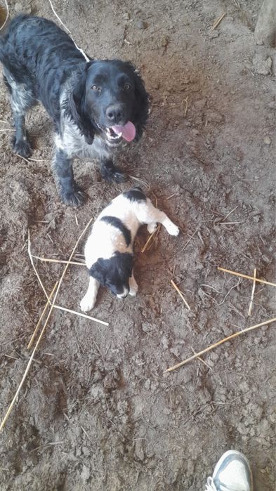 Спаниель ит сатылымда