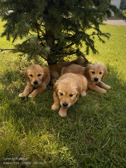 Pui Golden Retriever din Parinti Pedigree