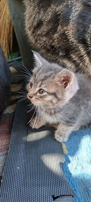Отдам котят мальчики и девочки