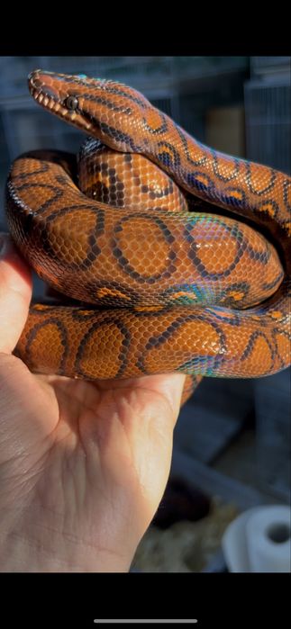 Бразильский радужный удав самка