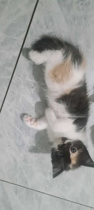 Котят в надежные руки