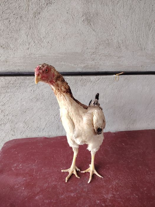 Бойцовский жұмытрка яйца