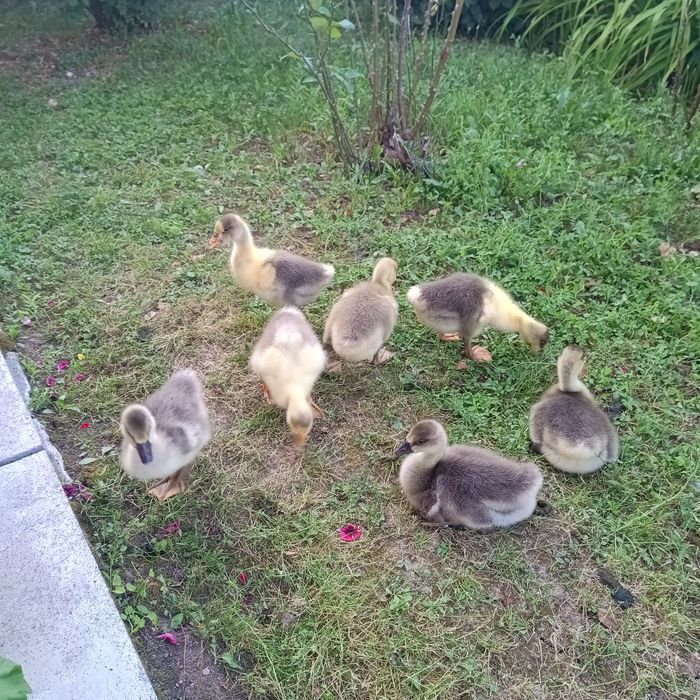 Boboci de gâscă, vârstă 2 saptamâni