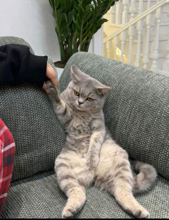 Британский кот 15 месяцный