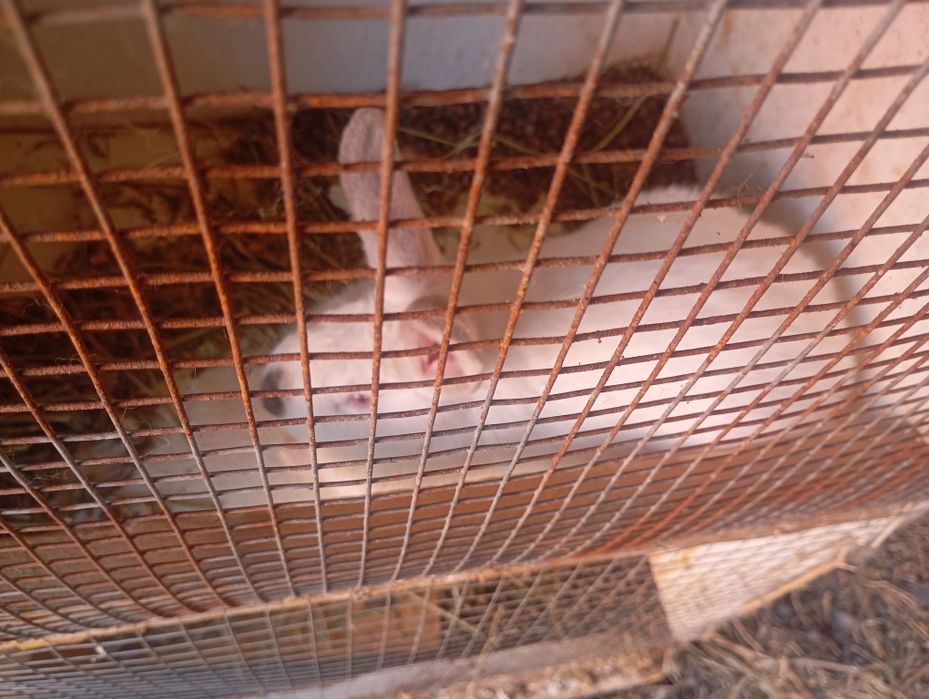 Продам кроликов домашних