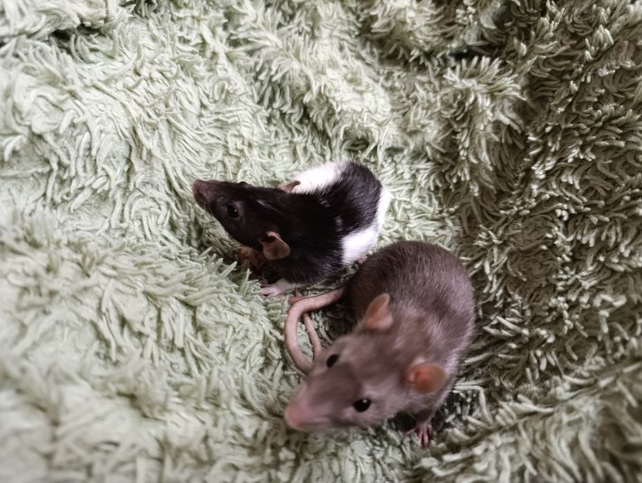 Отдам крыс в добрые руки