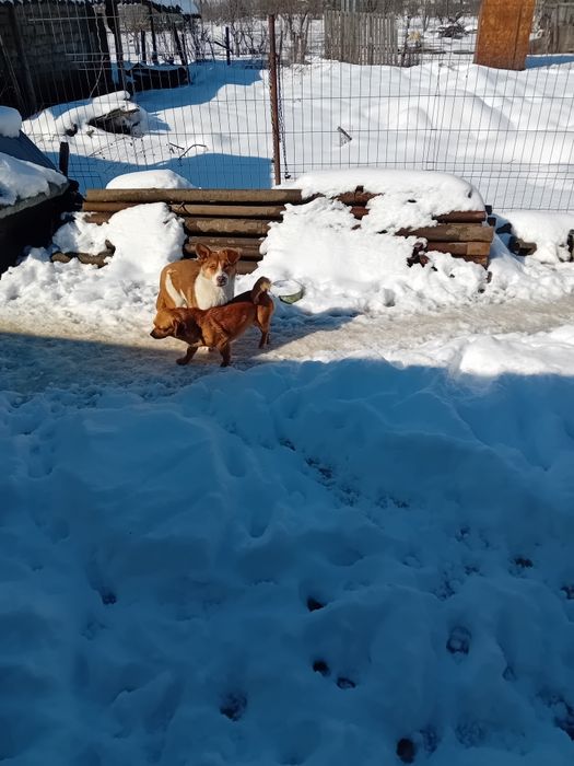 Donez catelusa talie mică. Vârstă aproape un an de culoare maro.