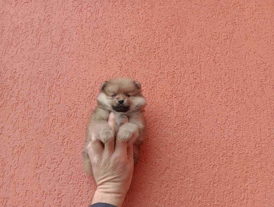 Мъжки Померан !!