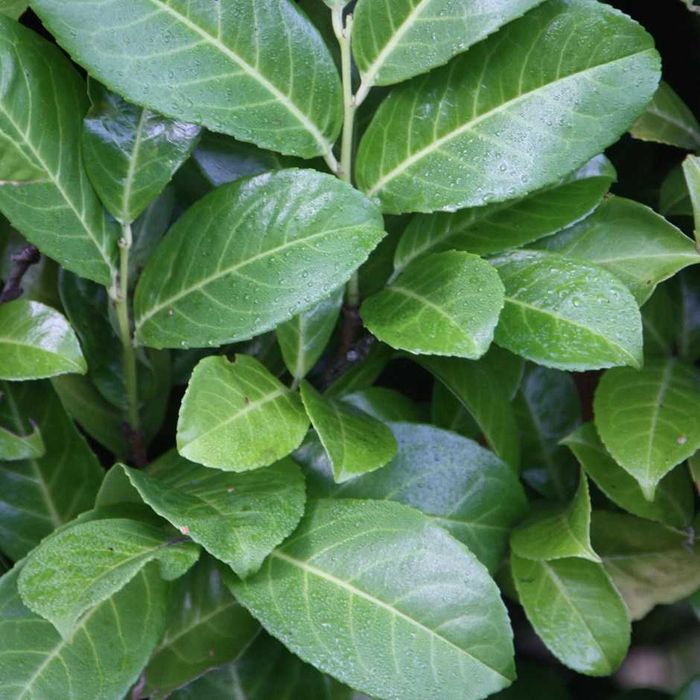 Laur englezesc - Prunus Laurocerasus Rotundifolia +/- 20 cm