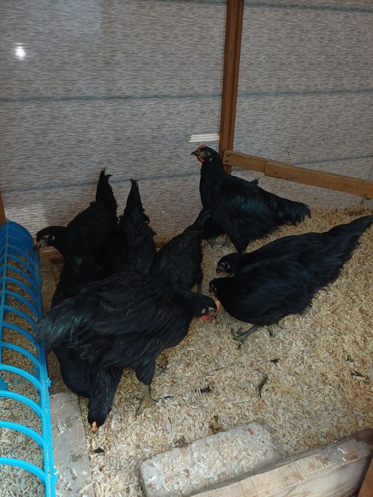 Кора шахзода жужалари.