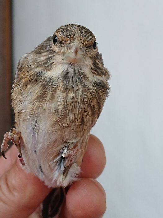 Vând canari și alte păsări