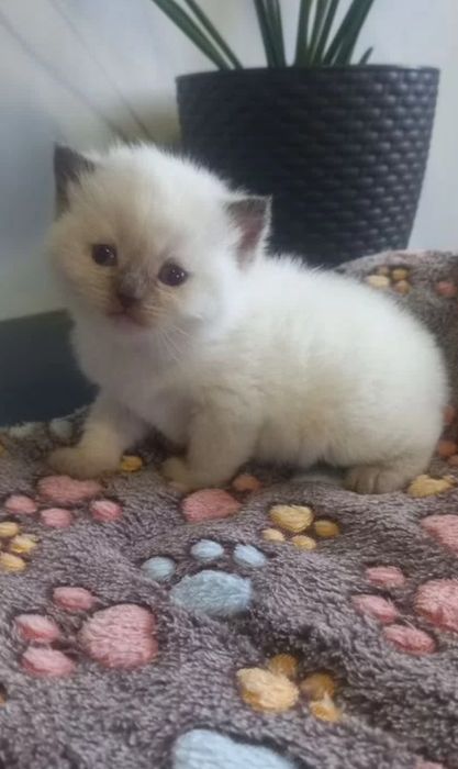 Девочки окрас болю поинт, британскре