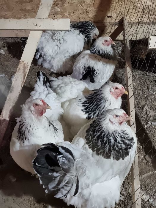 Oua pentru incubat din rasele brahma, australorp, leghorn si la bresse