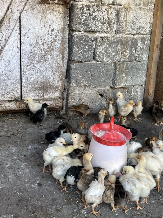 Vand pui de casa de la gaini ouatoare