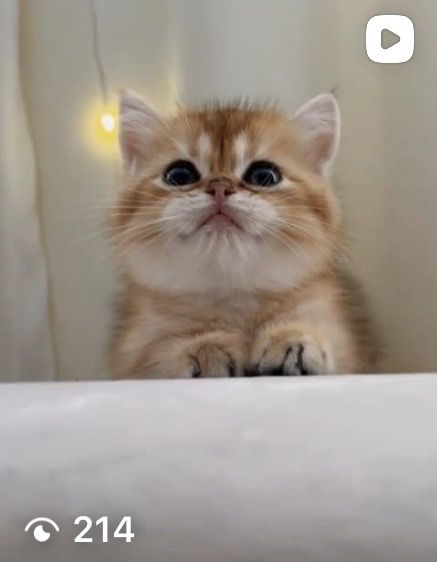 Золотые шиншиллята