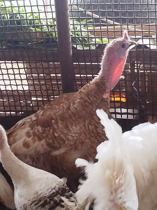 Обмен самца на самца