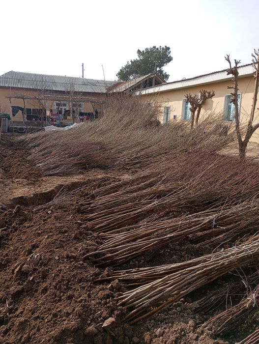 Yapon tut payvand qilingan