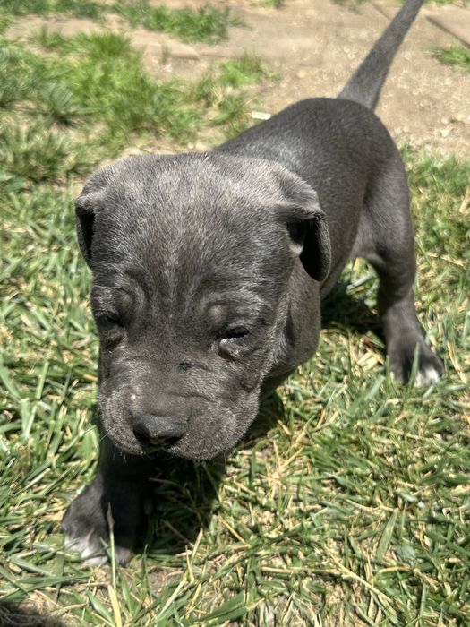 Catelusa Cane Corso