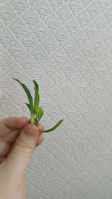 Хлорофитум (детки)