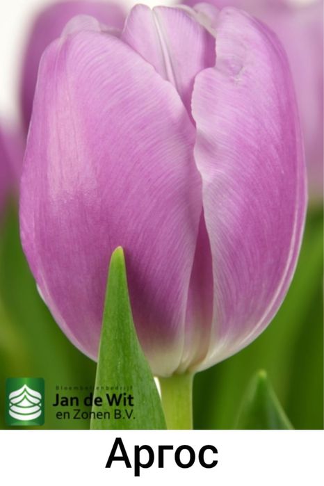 Тюльпаны оптом во все города