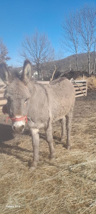 Vind magarita de 2ani jumătate!
