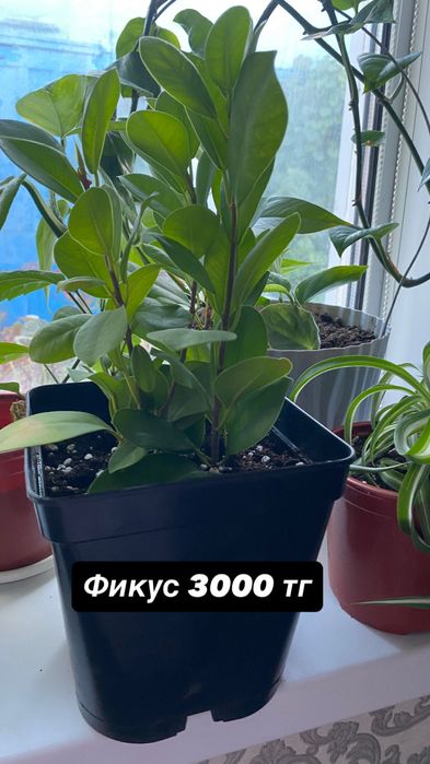 Продам комнатные растения