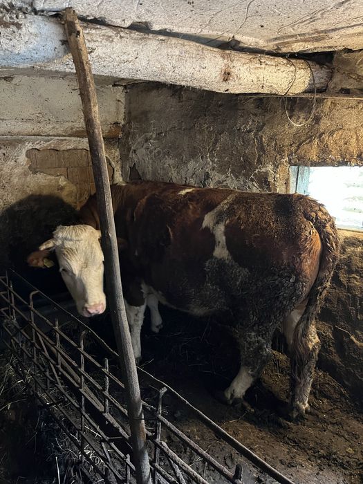 Junincă in varsta de 1 an si 6 luni, rasa Baltata Romaneasca