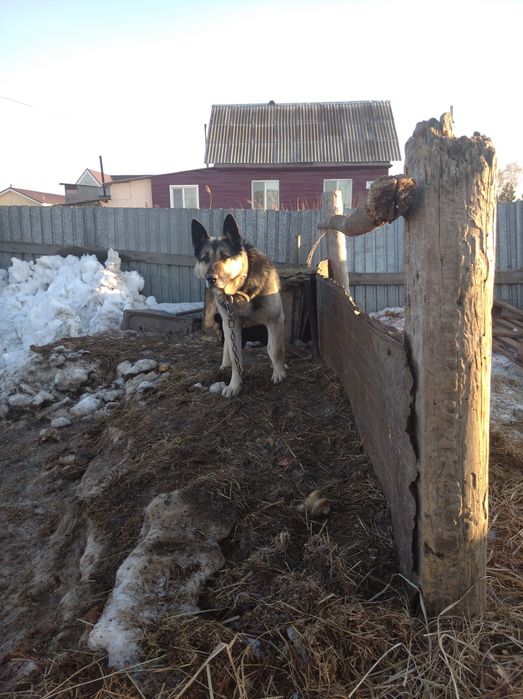 Восточный европейский овчарка
