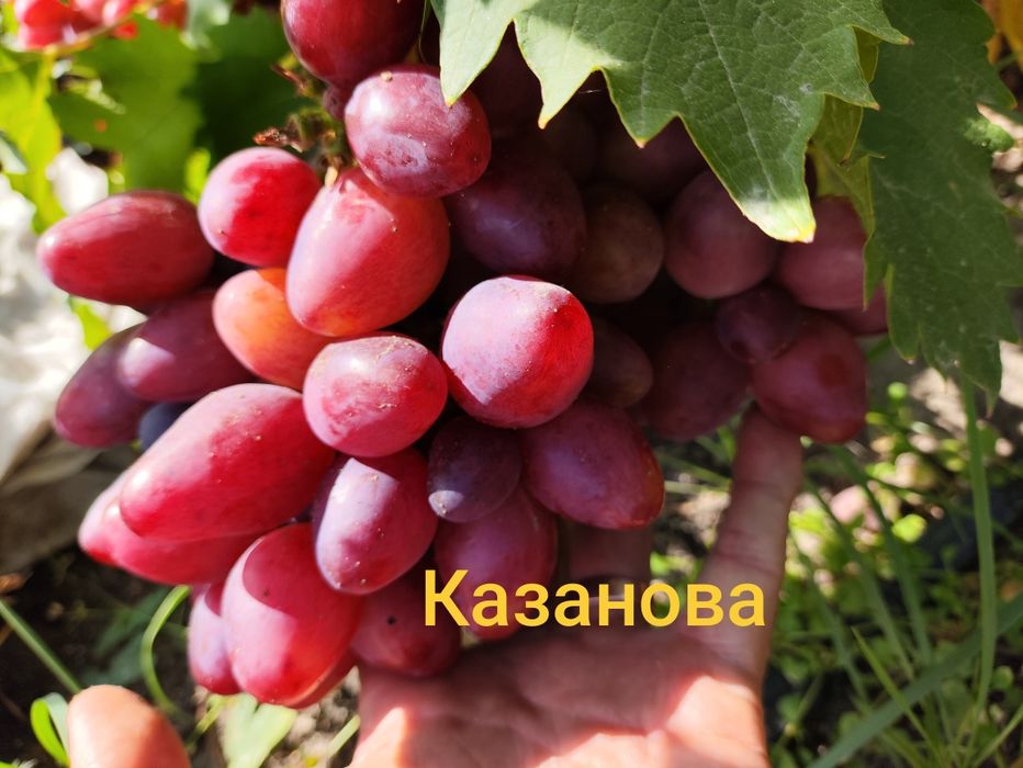 Вегетирующие саженцы винограда