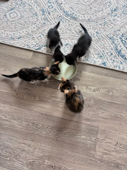 Отдам котят в добрые руки